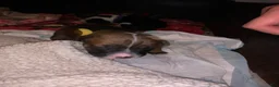 Mixed Breed dogs for sale: Mixed Breed Puppy 2 yellow - Ad 3