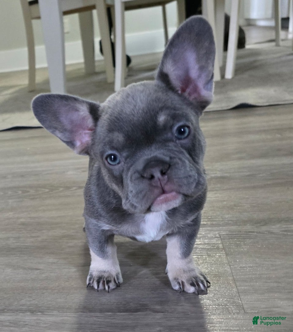 French Bulldog dogs for sale: Chanel - Ad 2