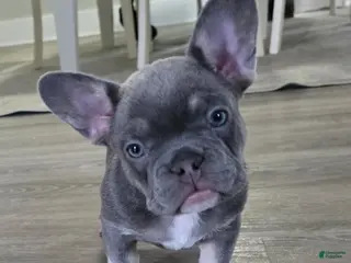 French Bulldog dogs for sale: Chanel - Ad 2