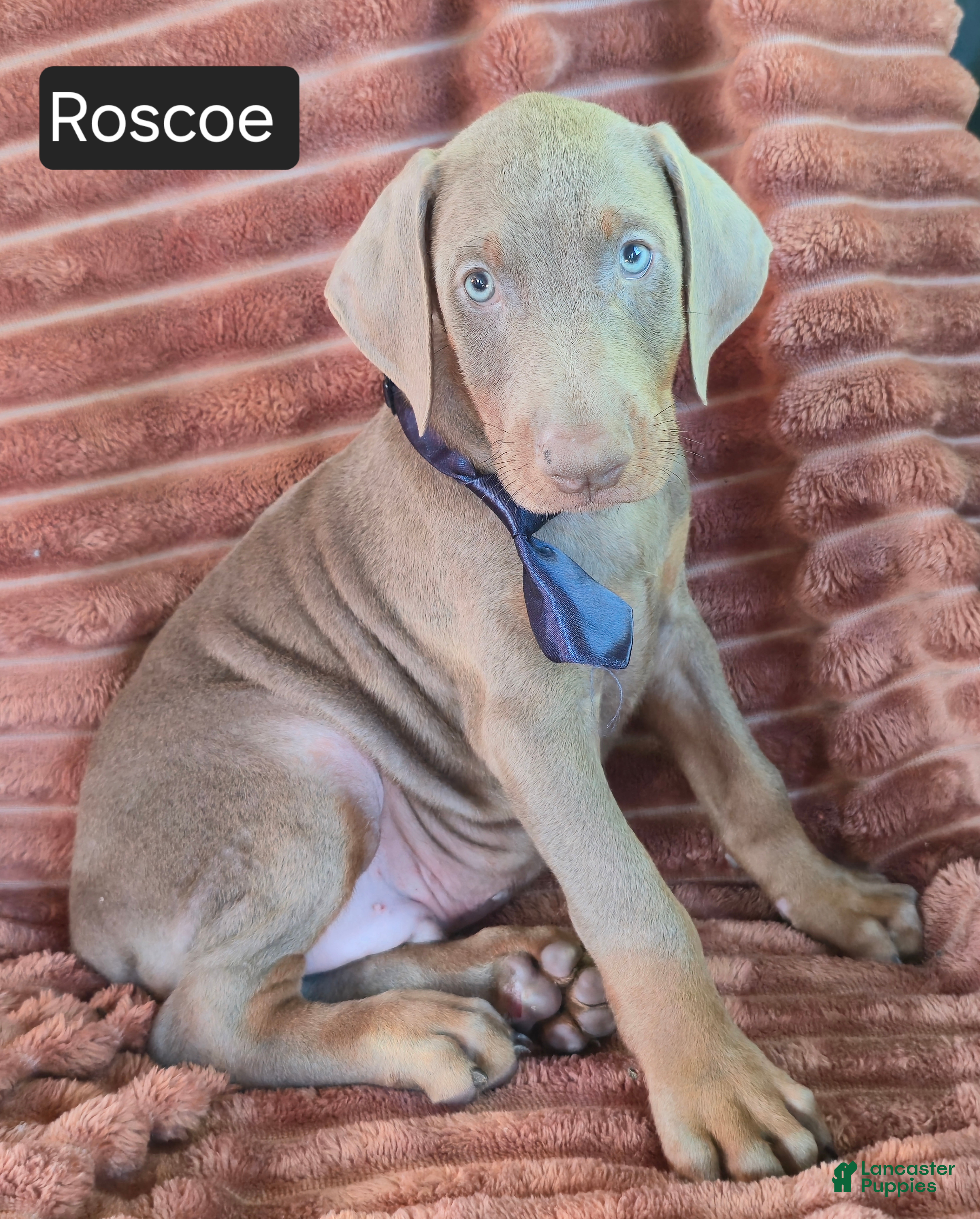 Doberman Pinscher dogs Roscoe - Ad 1