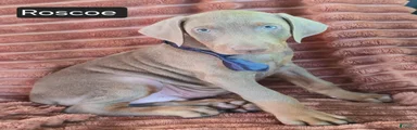 Roscoe