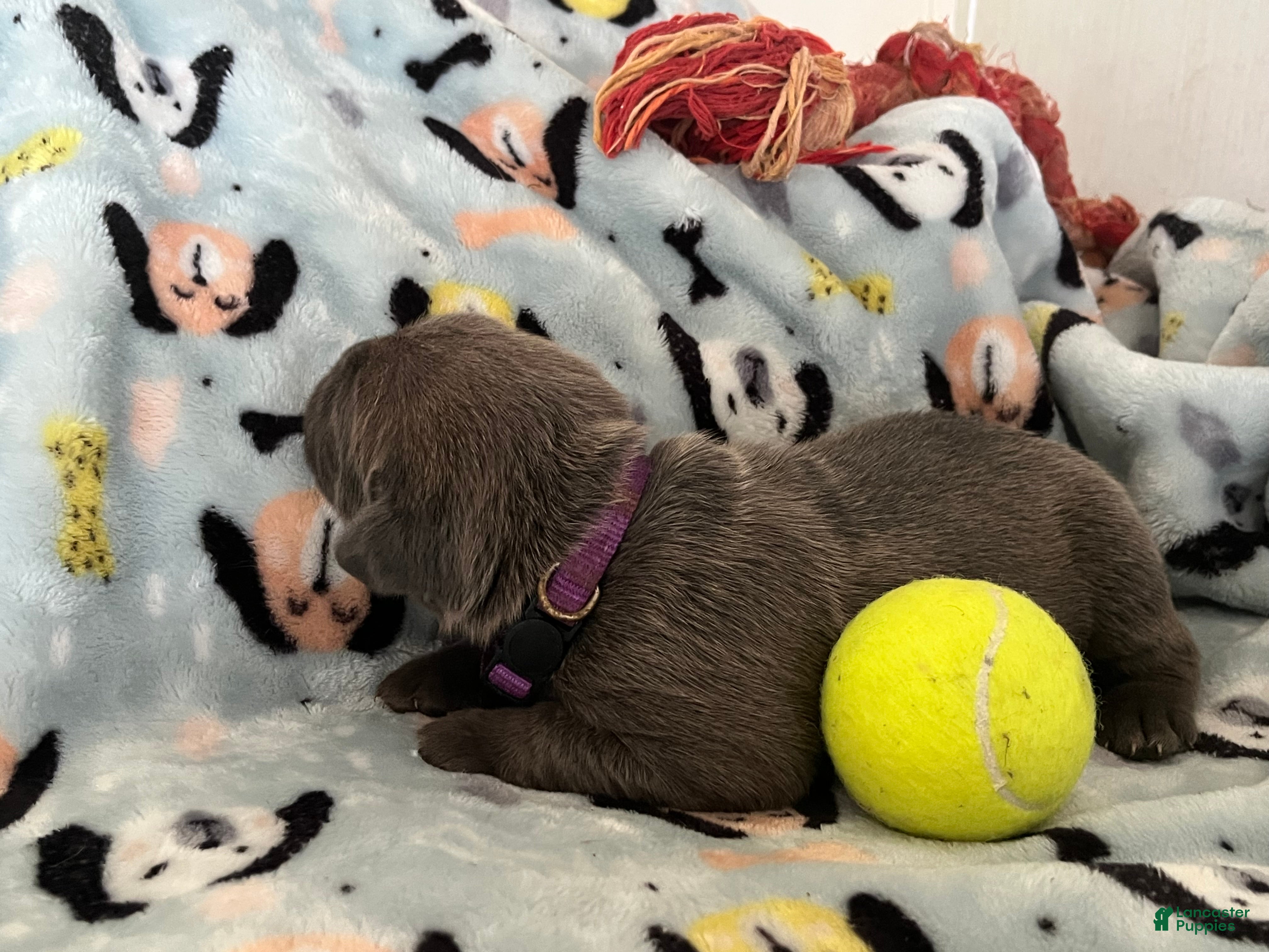 Cane Corso dogs for sale: Orange collar - Ad 22