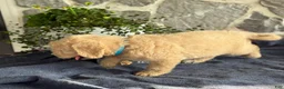 Goldendoodle dogs for sale: Nico - Ad 11