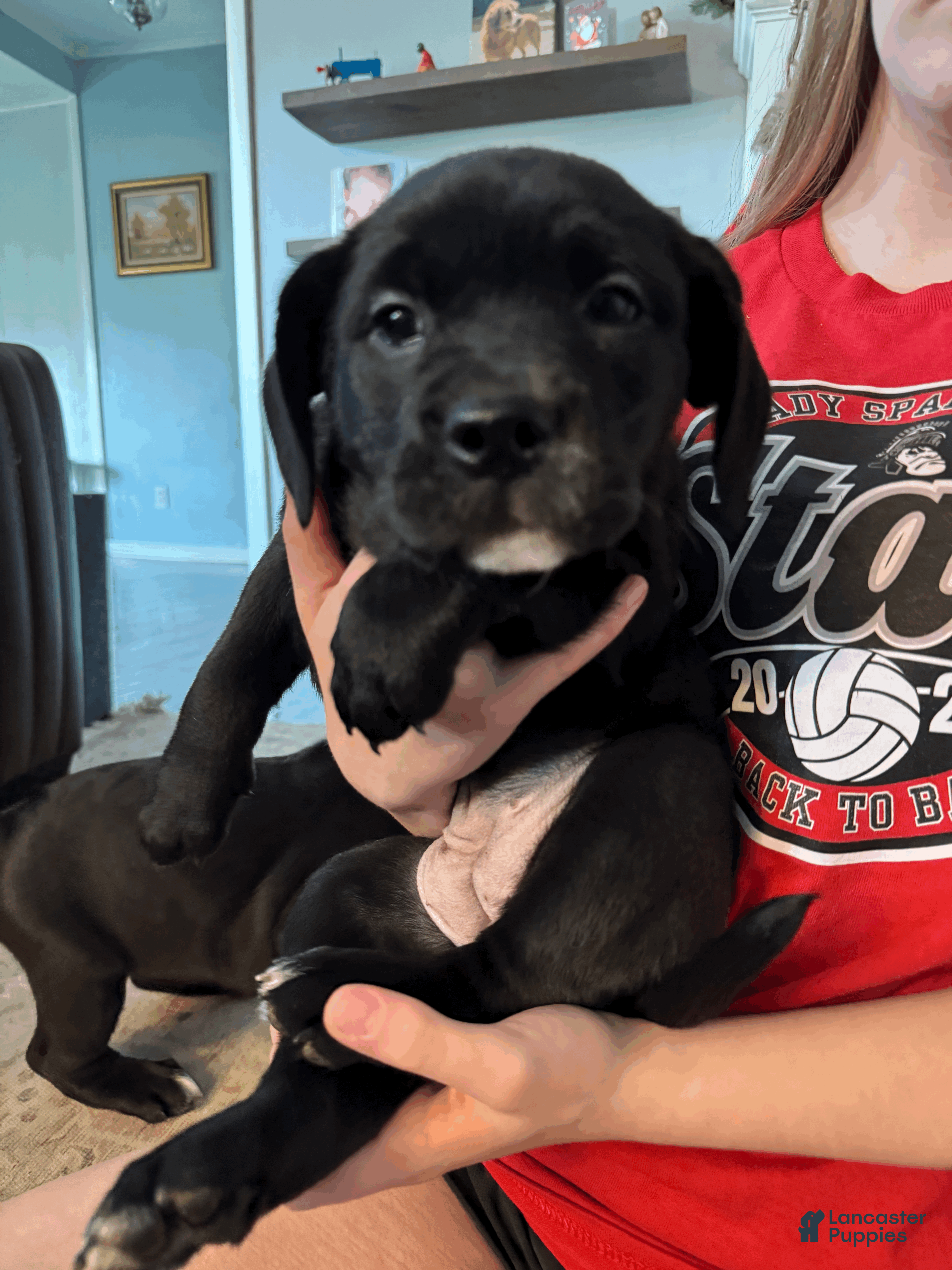 Mixed Breed dogs Purple Collar Female - Ad 36