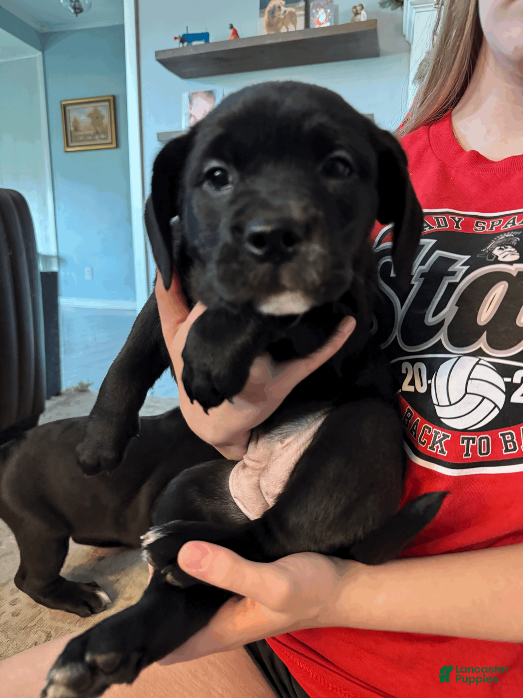 Mixed Breed dogs for sale: Purple Collar Female - Ad 1