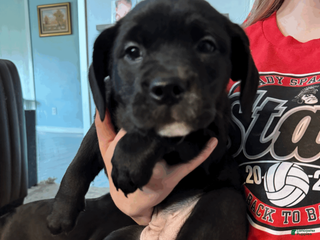 Mixed Breed dogs Purple Collar Female - Ad 36