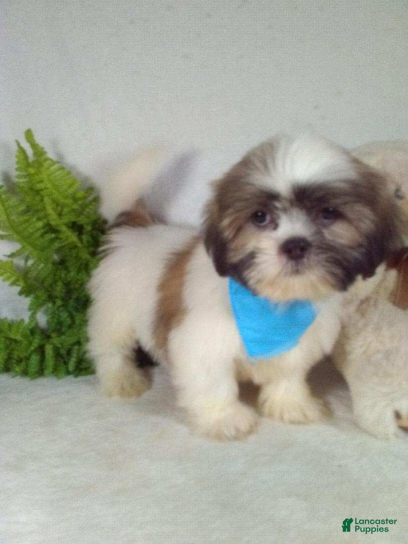 Shih Tzu dogs Marley - Ad 2