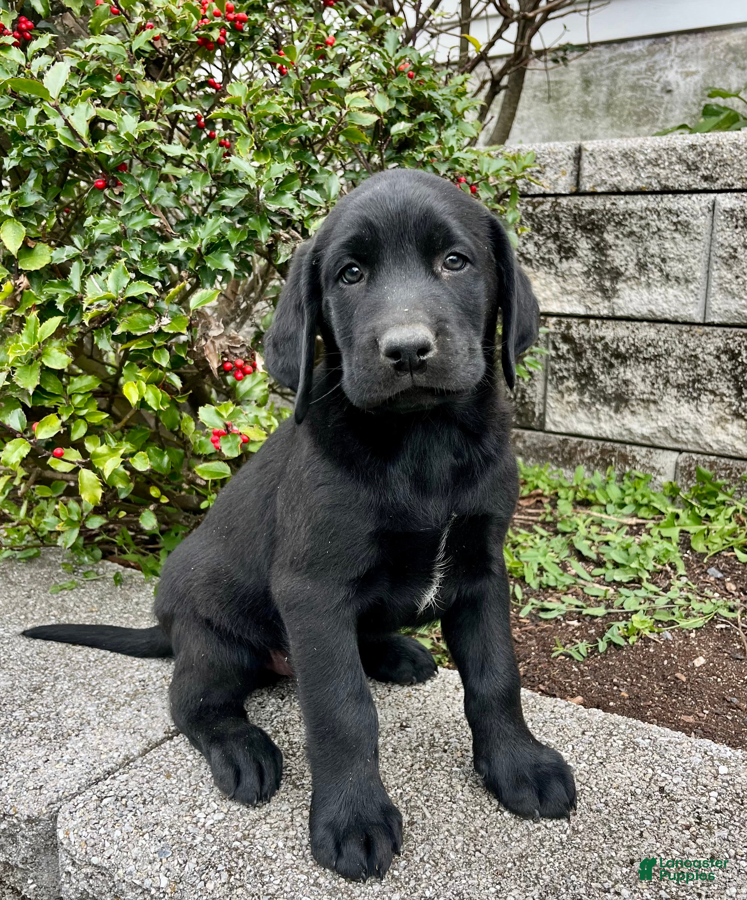 Charcoal Lab Silver Family Farm Labs Labrador Retriever Puppies