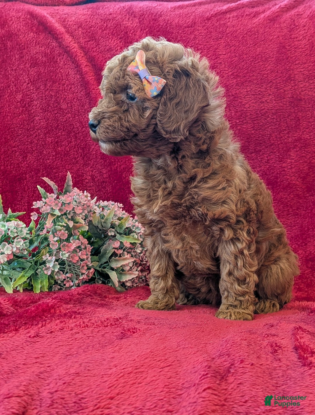 Miniature Poodle dogs for sale: Penny  - Ad 3