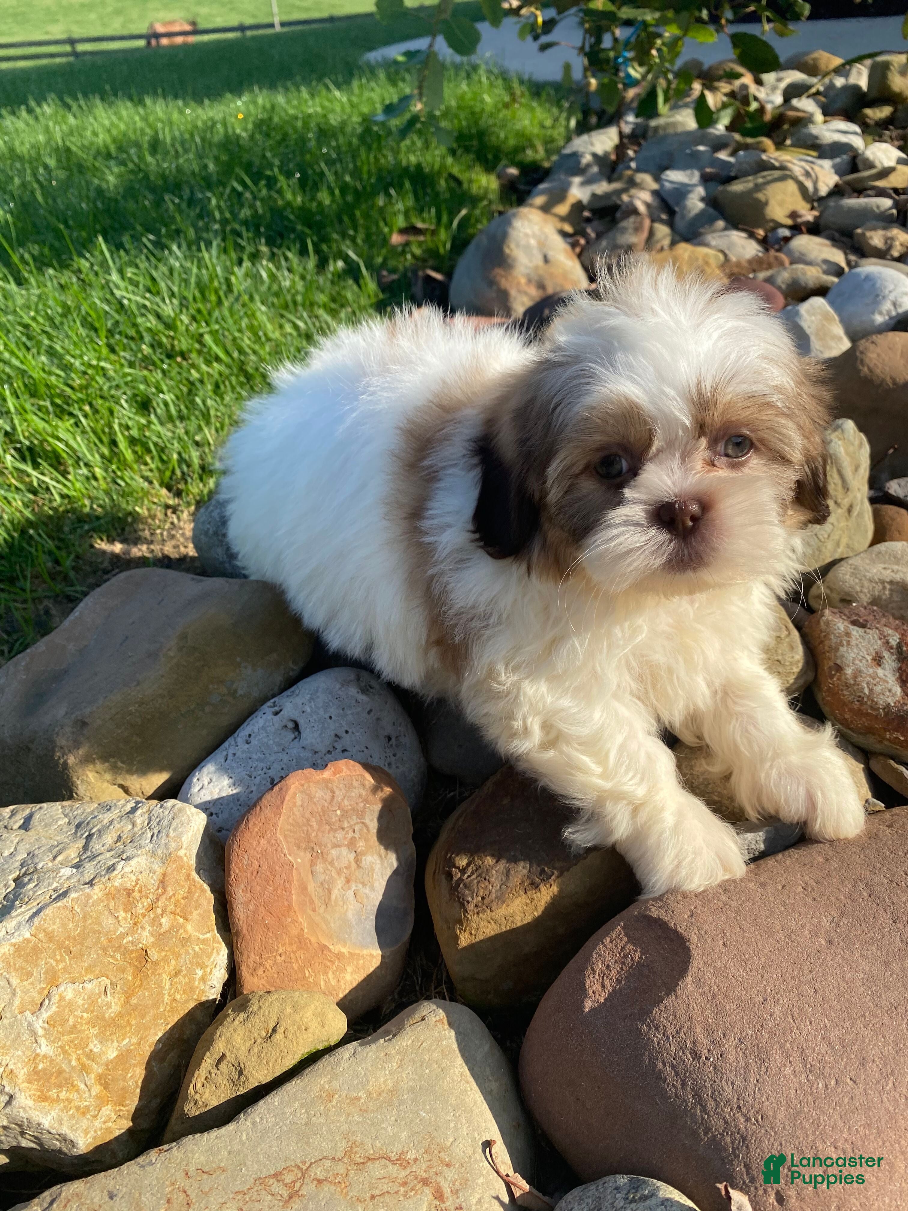 Shih Tzu dogs Tilly - Ad 2