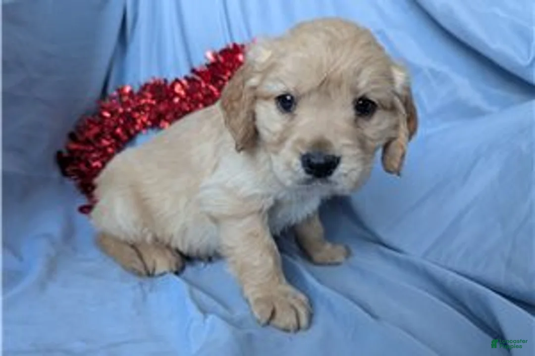 Mixed Breed dogs for sale: Sunny - Ad 5