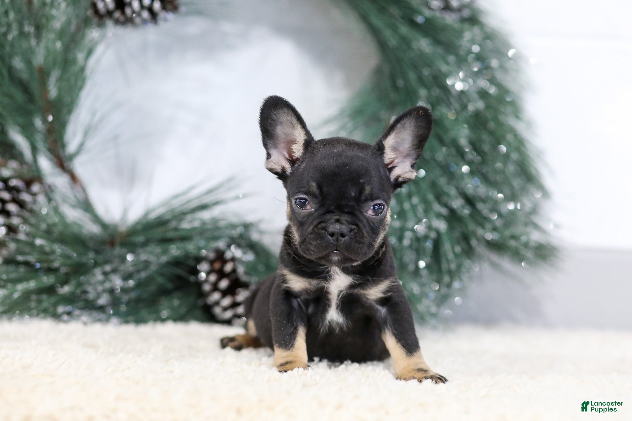 French Bulldog dogs Ferdinand - Ad 1