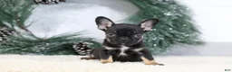 French Bulldog dogs for sale: Ferdinand - Ad 1