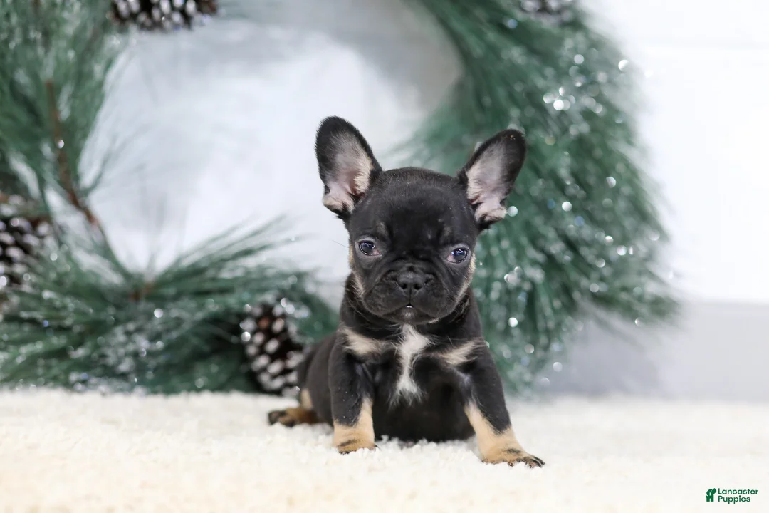 French Bulldog dogs for sale: Ferdinand - Ad 1