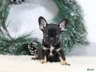 French Bulldog dogs Ferdinand - Ad 1