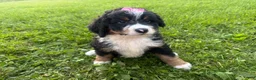 Bernedoodle dogs for sale: Stormy - Ad 15