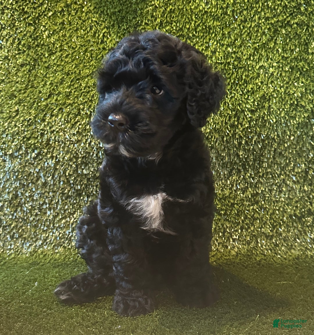 Portuguese Water Dog dogs for sale: Archie - Ad 1