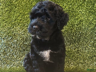 Portuguese Water Dog dogs Archie - Ad 29