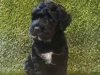 Portuguese Water Dog dogs Archie - Ad 22