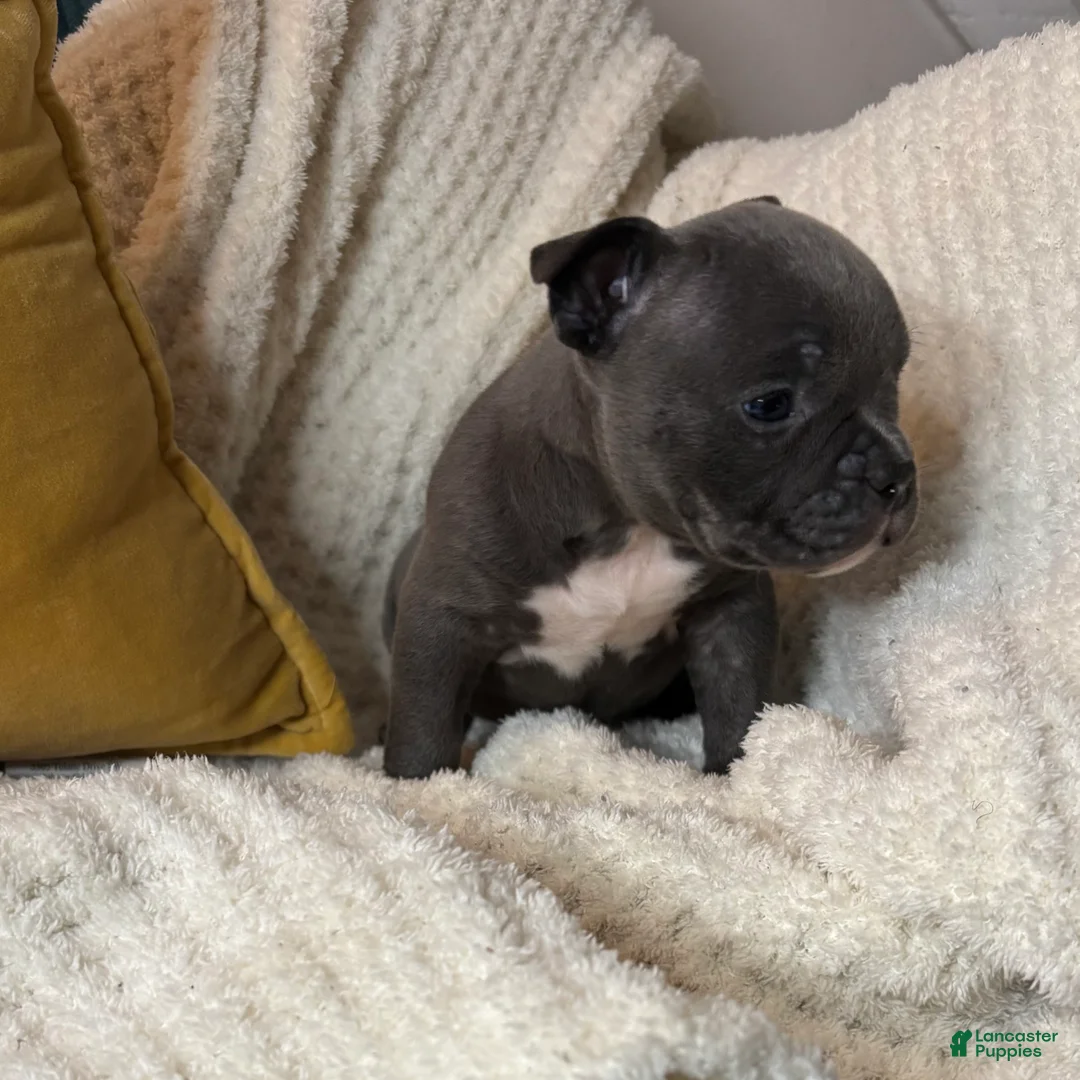 American Bully dogs for sale: Drill - Ad 1