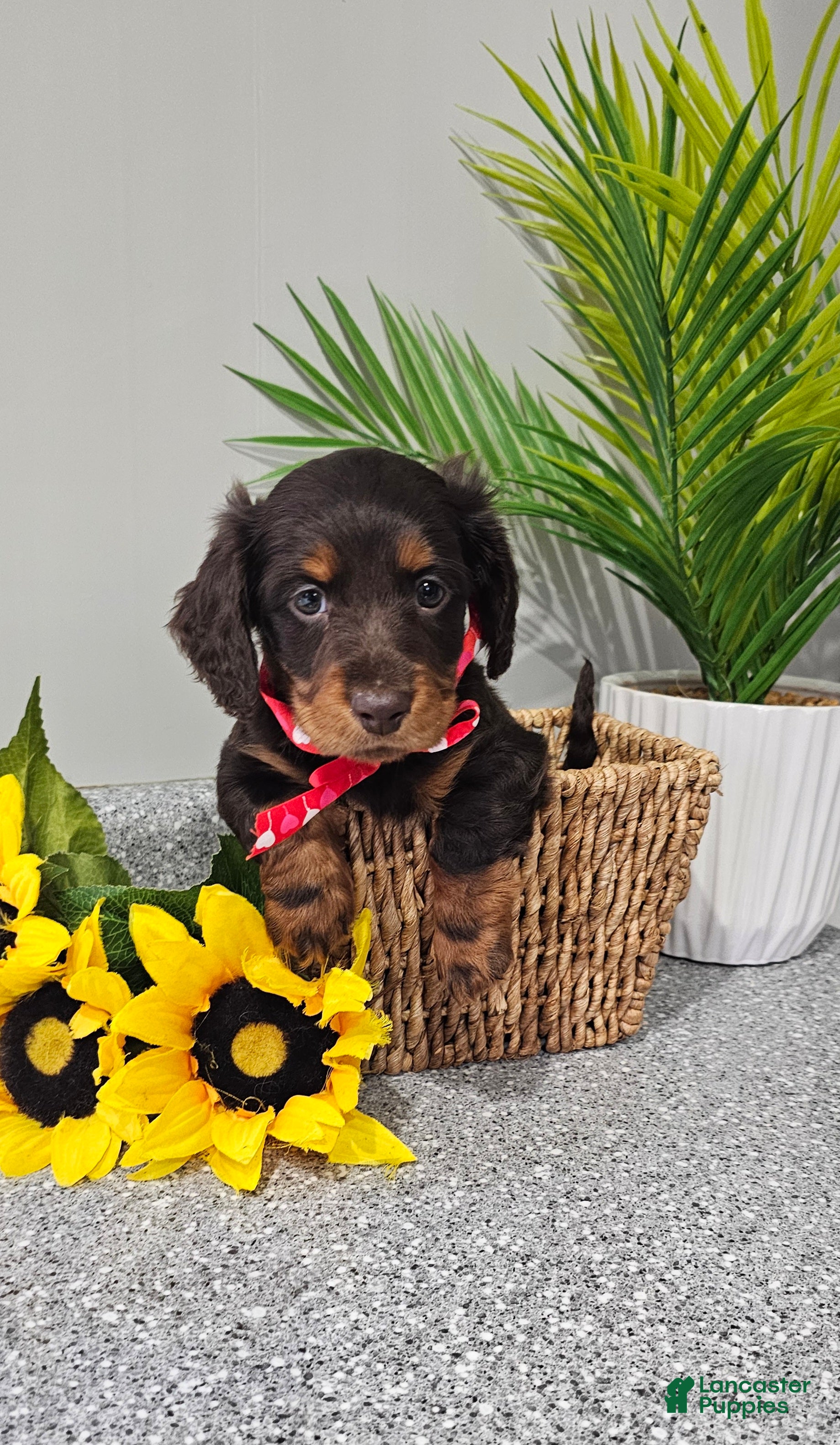 Miniature Dachshund dogs for sale: Tater Tot - Ad 1
