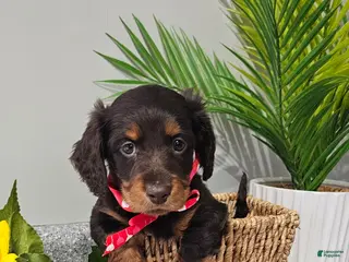 Miniature Dachshund dogs for sale: Tater Tot - Ad 1