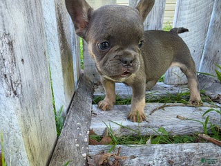 French Bulldog dogs - Ad 11