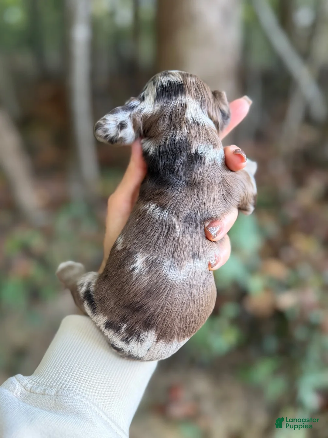 Cocker Spaniel dogs for sale: Cocker Spaniel 5 - Ad 2