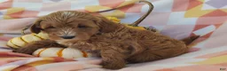 Mixed Breed dogs for sale: Sugar  - Ad 8