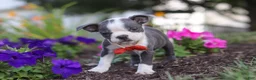 Boston Terrier dogs for sale: Bradie - Ad 6