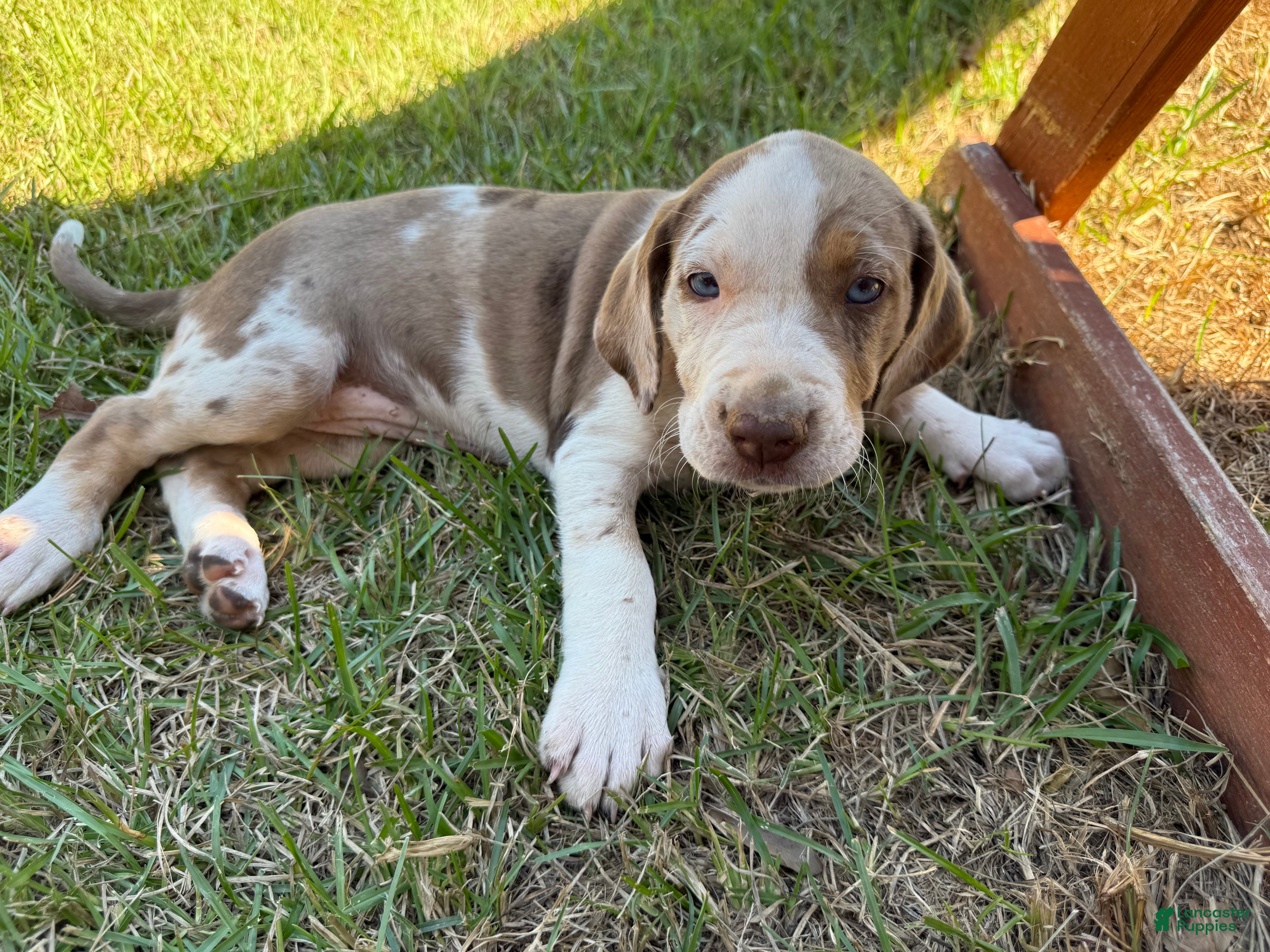 Catahoula Leopard Dog dogs for sale: Arrow - Ad 2
