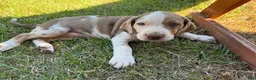 Catahoula Leopard Dog dogs for sale: Arrow - Ad 1