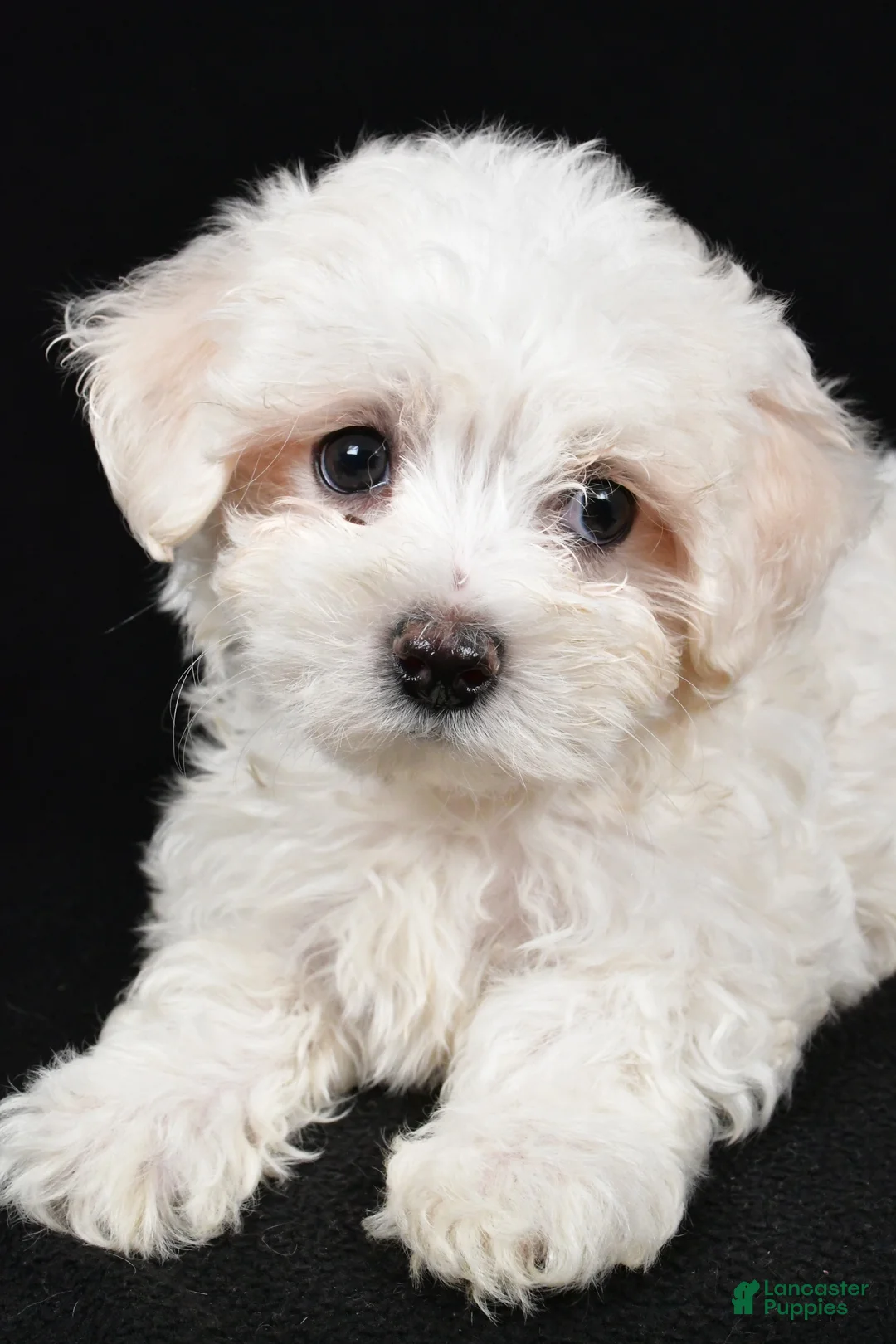 Maltese dogs for sale: Clay - Ad 8