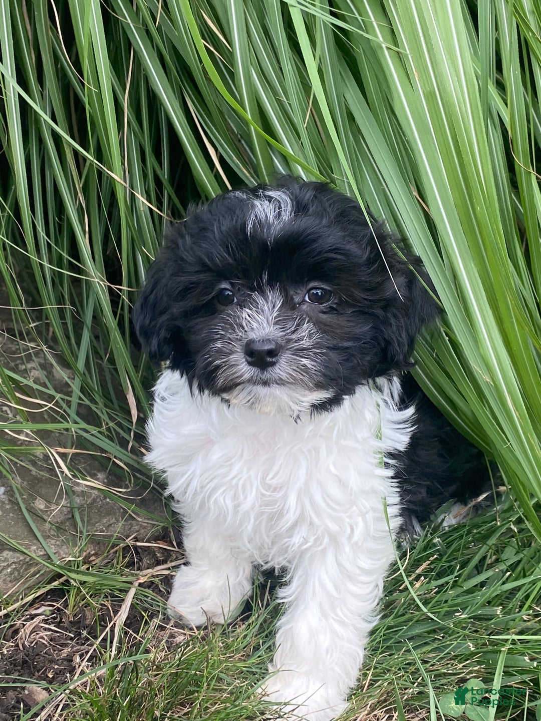 Havanese dogs for sale: Hope  - Ad 1