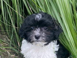 Havanese dogs for sale: Hope - Ad 1