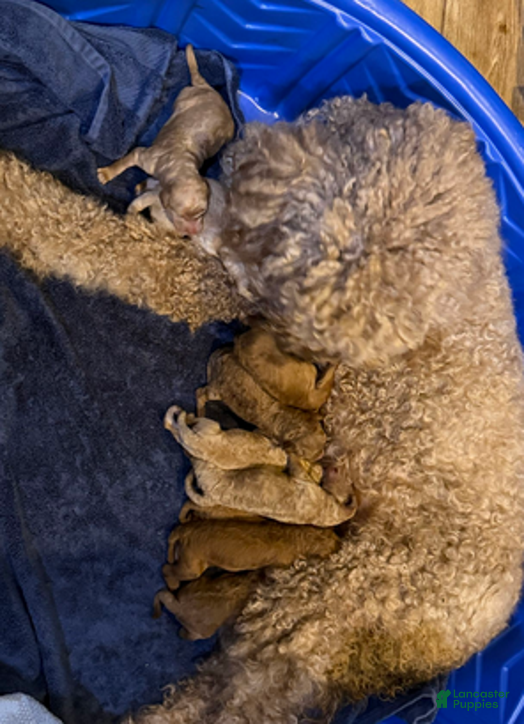 Goldendoodle dogs for sale: W25 Male Teal Collar - Ad 5