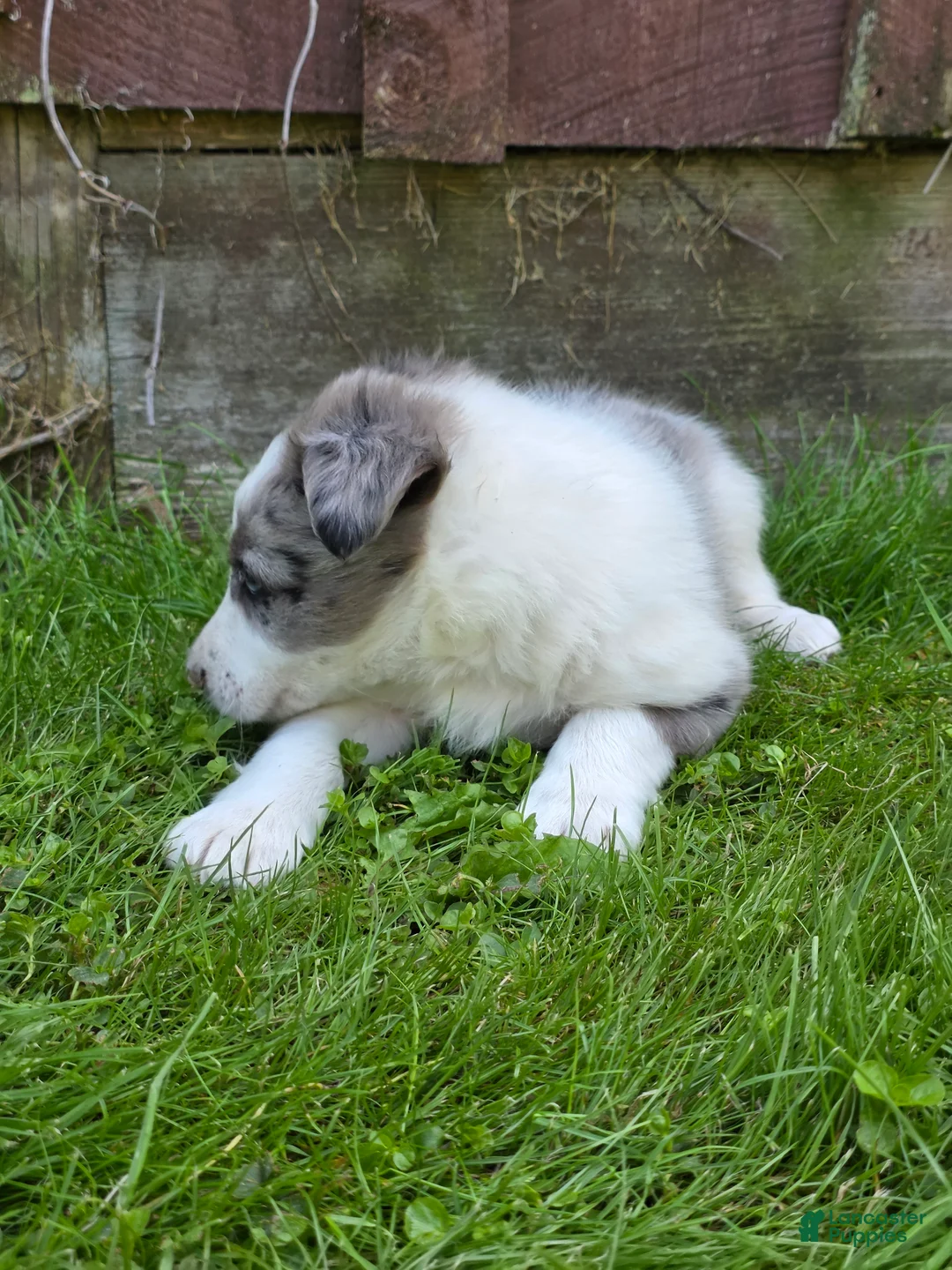 Border Collie dogs for sale: Hank - Ad 4