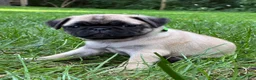 Pug dogs for sale: Harlo - Ad 2