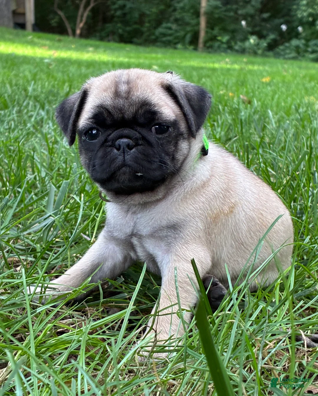 Pug dogs for sale: Harlo - Ad 2