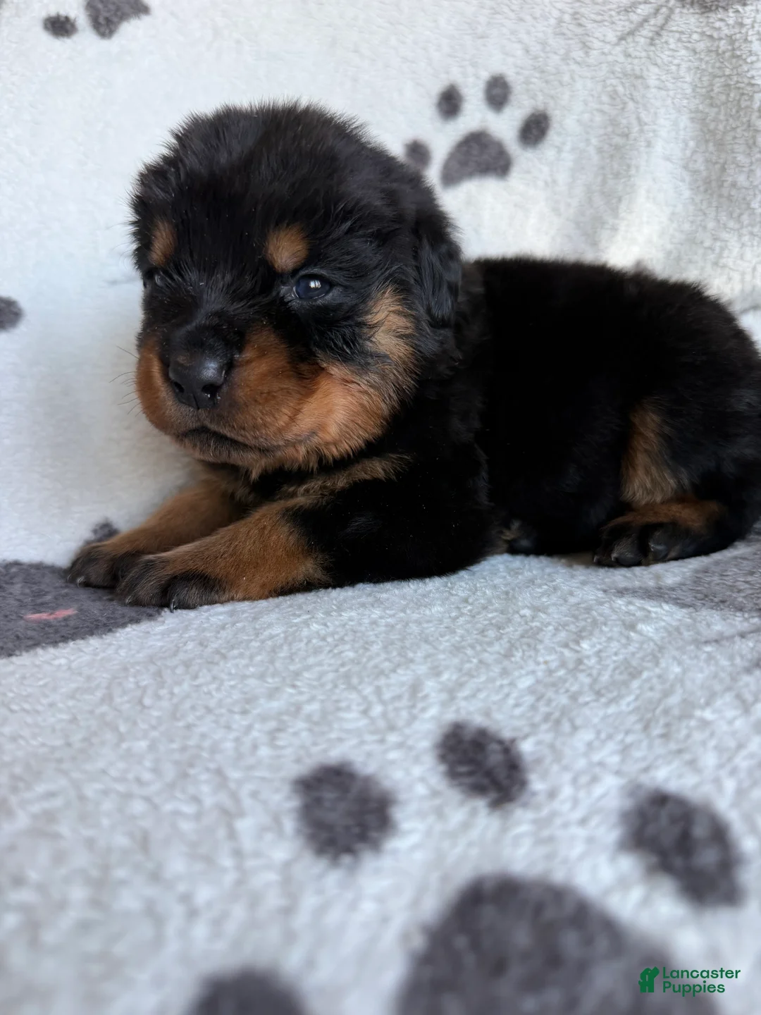 Rottweiler dogs for sale: Rocky - Ad 2