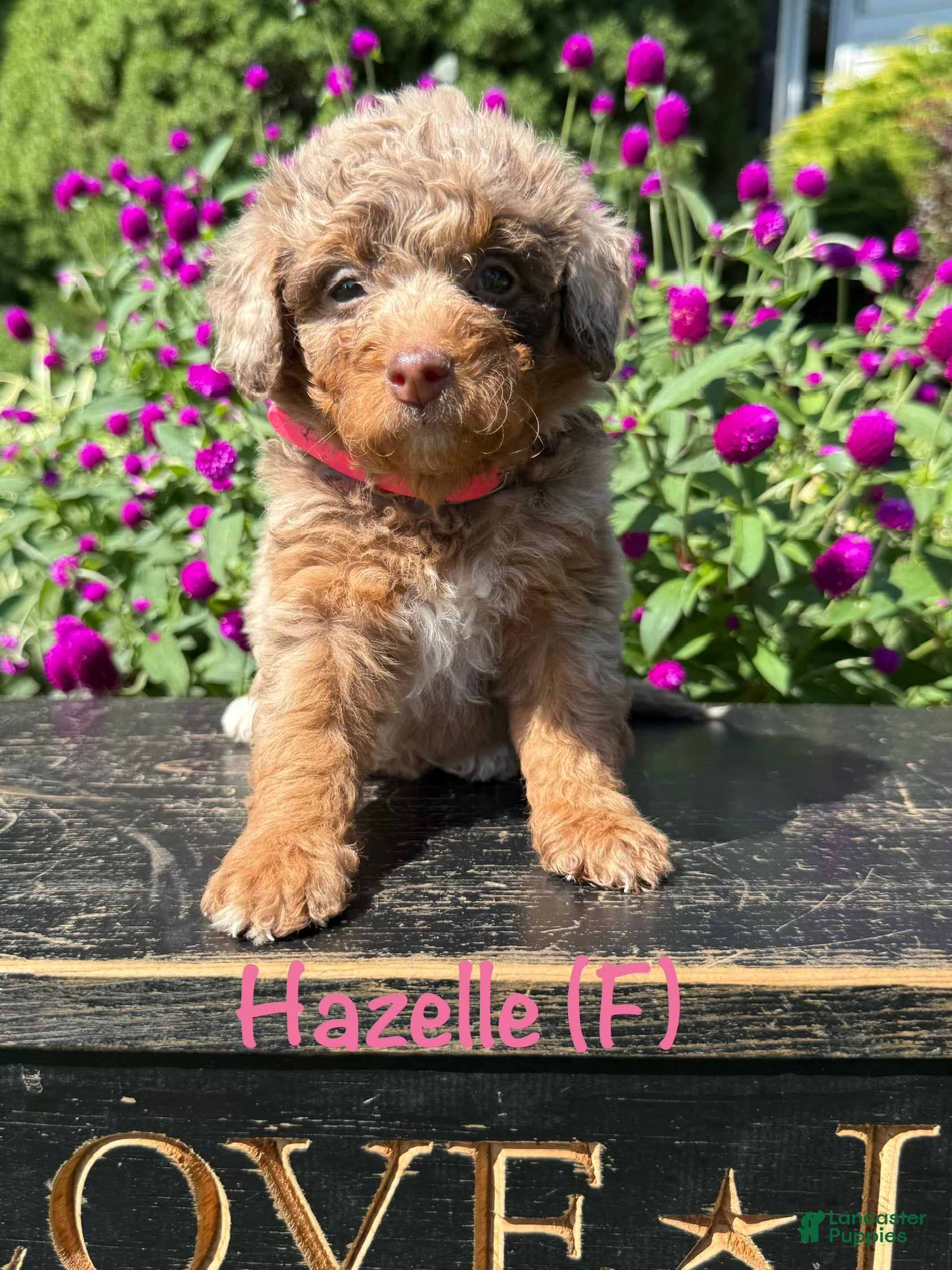 Bernedoodle dogs Hazelle - Ad 1