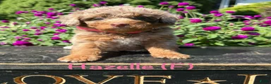 Hazelle