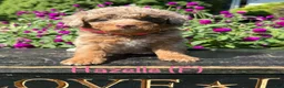 Bernedoodle dogs for sale: Hazelle - Ad 1