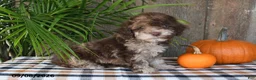 Havapoo dogs for sale: Rusty - Ad 4
