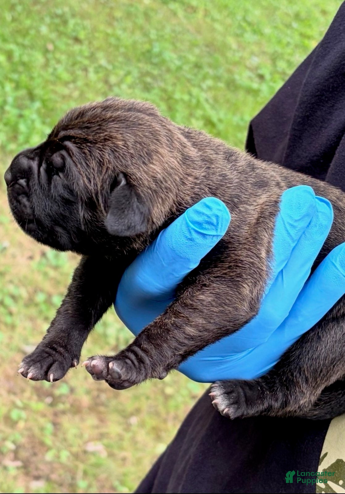 Cane Corso dogs Zara - Ad 2