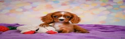Cavalier King Charles Spaniel dogs for sale: Cody - Ad 7
