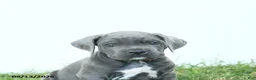 Cane Corso dogs for sale: Ranger - Ad 5