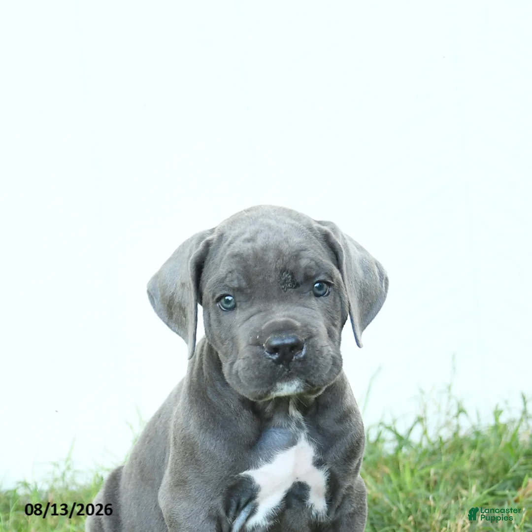 Cane Corso dogs for sale: Ranger - Ad 5