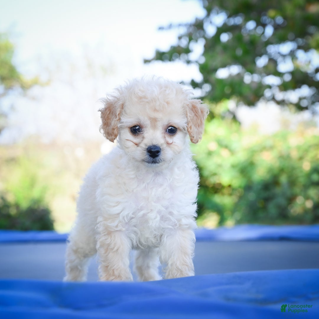 Cavapoo dogs for sale: Callie - Ad 2