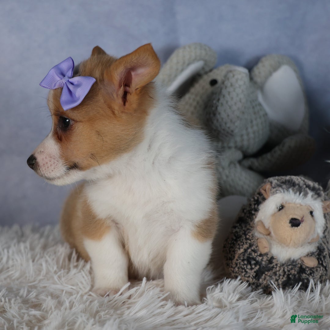 Welsh Corgi Pembroke dogs for sale: Dora - Ad 8